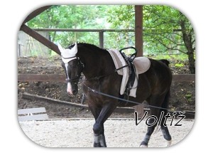 volti