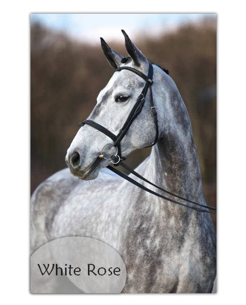 white rose