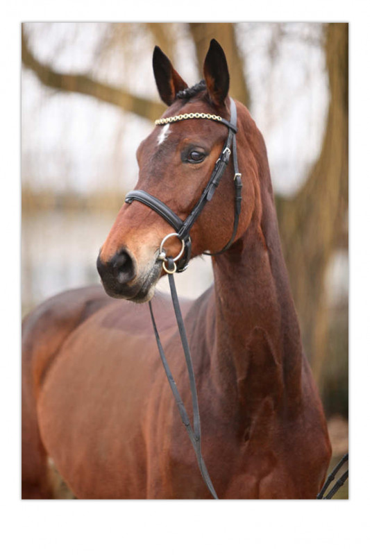 clementinevenek